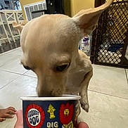 Thomas is registered to the contest to win money with this photo: baby_gate, chair, close_up, cup, curious, dog, ears, floor, food_cup, hand, indoor, kitchen, person_hand, pet, small_dog, sniffing, tile, tile_floor, water_dispenser, yellow_wall