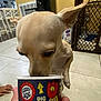 baby_gate, chair, close_up, cup, curious, dog, ears, floor, food_cup, hand, indoor, kitchen, person_hand, pet, small_dog, sniffing, tile, tile_floor, water_dispenser, yellow_wall