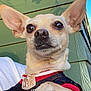 Thomas joined the competition — help win amazing prizes! animal, chihuahua, close_up, clothing, cute, daylight, dog, ears, eyes, green_wall, human_arm, jersey, nose, outdoor, paw, pet, portrait, small_dog, sunlight, wooden_wall