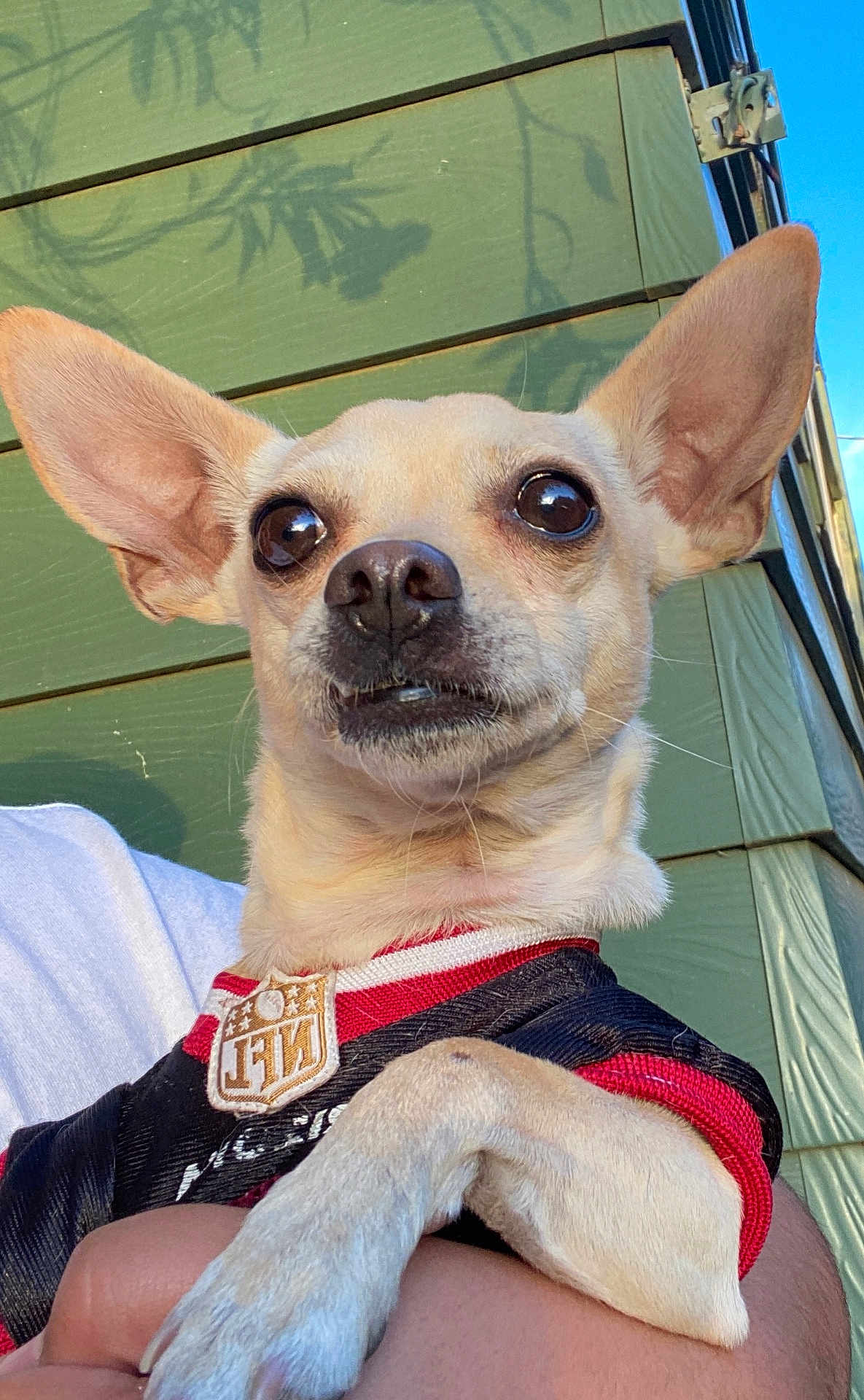 Thomas joined the competition — help win amazing prizes! animal, chihuahua, close_up, clothing, cute, daylight, dog, ears, eyes, green_wall, human_arm, jersey, nose, outdoor, paw, pet, portrait, small_dog, sunlight, wooden_wall