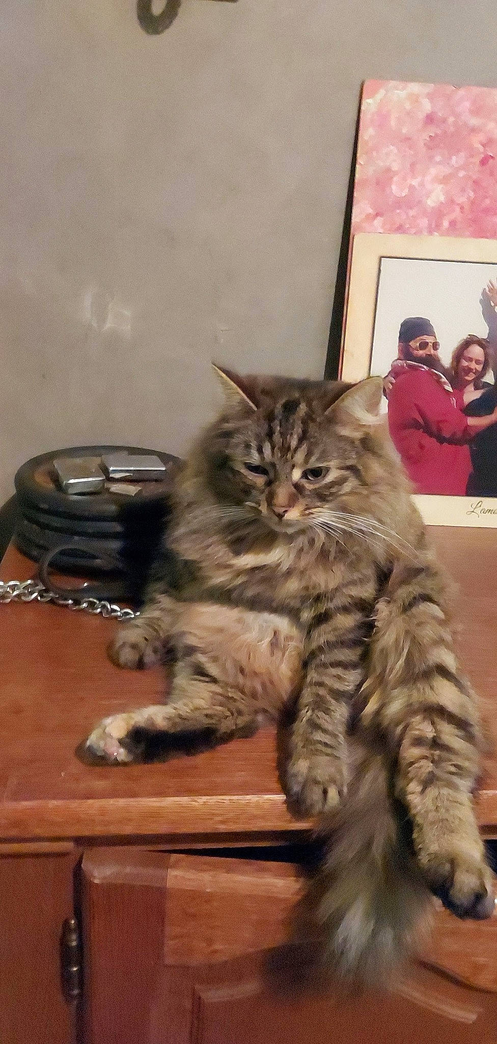 Calix participe au concours pour gagner de l'argent avec cette photo : carnivore, cat, claw, domestic_short_haired_cat, felidae, fur, hardwood, maine_coon, mirror, paw, sitting, small_to_medium_sized_cats, snout, tail, terrestrial_animal, whiskers, wood