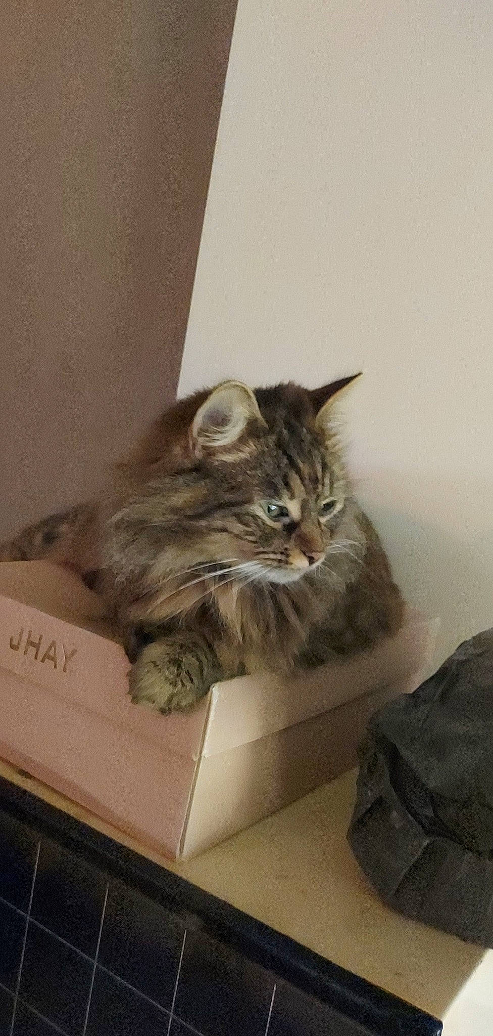 Calix participe au concours pour gagner de l'argent avec cette photo : bag, box, cardboard, carnivore, cat, comfort, domestic_short_haired_cat, felidae, fur, luggage_and_bags, maine_coon, packaging_and_labeling, paper, paper_product, room, small_to_medium_sized_cats, snout, whiskers