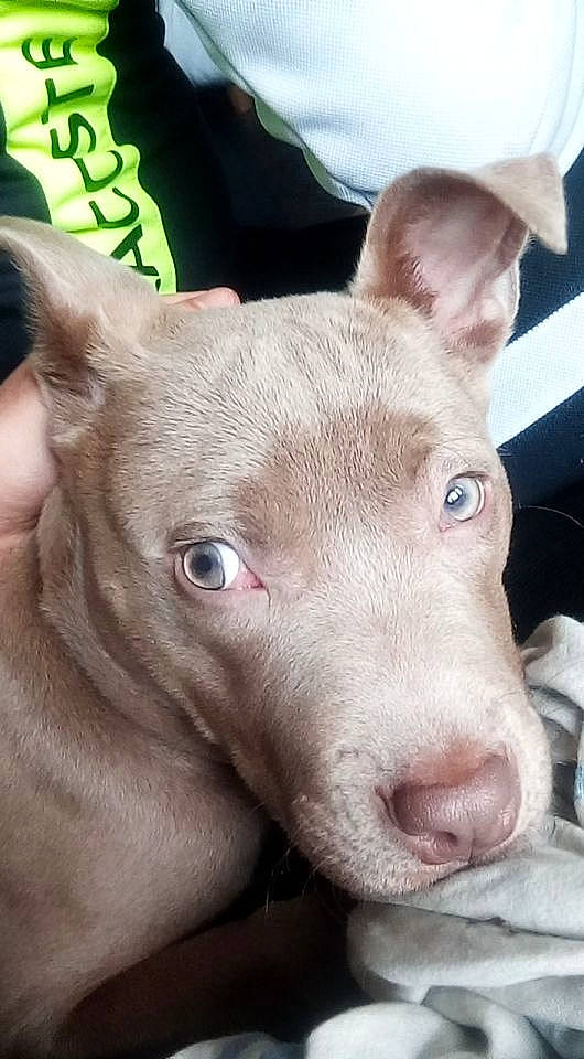 Djanaz participe au concours pour gagner de l'argent avec cette photo : dog_breed, ear, fawn, head, livestock, neck, non_sporting_group, snout, terrestrial_animal, whiskers, working_animal