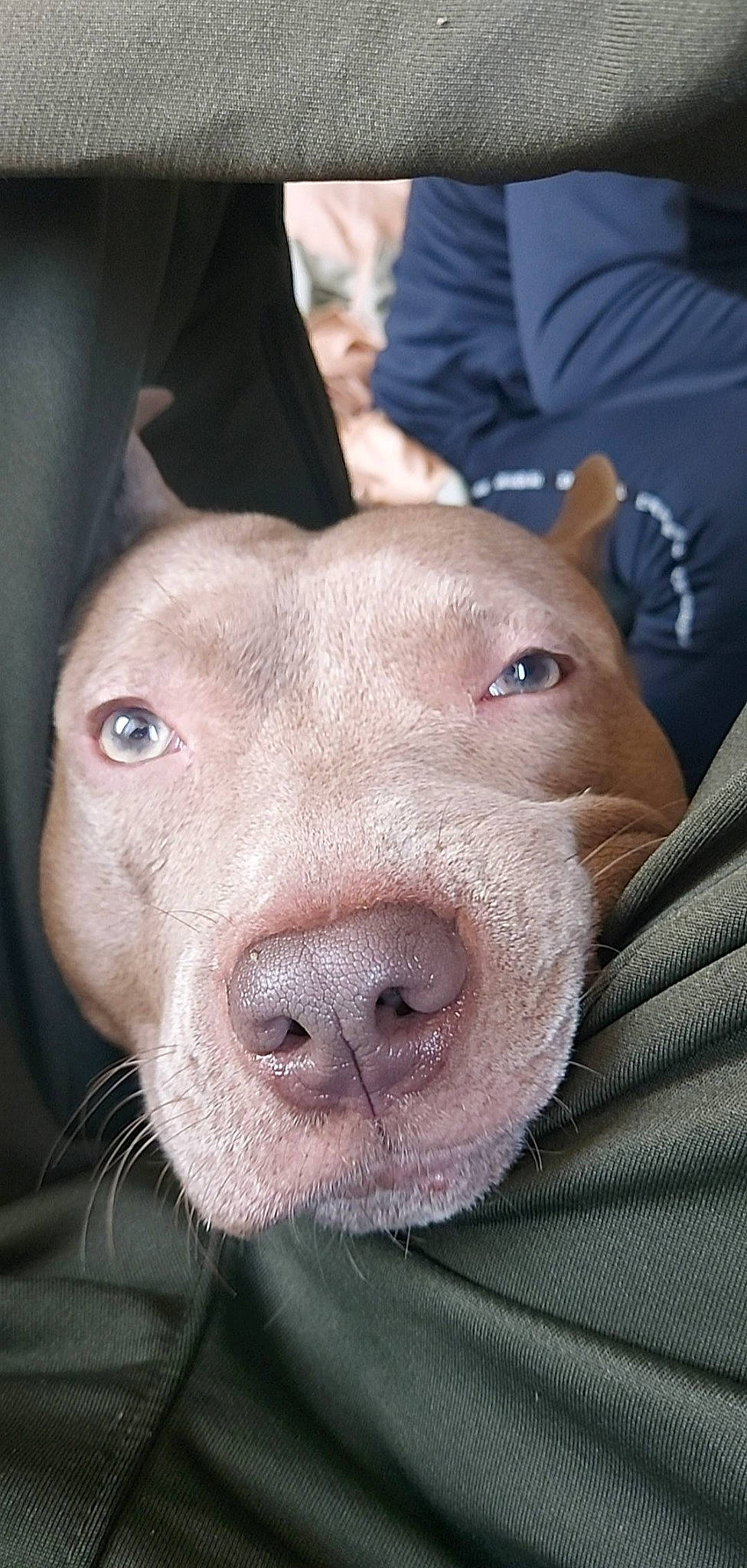 Djanaz a rejoint le concours — aidez-le/la à gagner de superbes lots ! canidae, carnivore, companion_dog, dog, dog_breed, ear, fang, fawn, flesh, fur, jaw, liver, non_sporting_group, selfie, snout, sporting_group, suidae, whiskers, working_animal, wrinkle