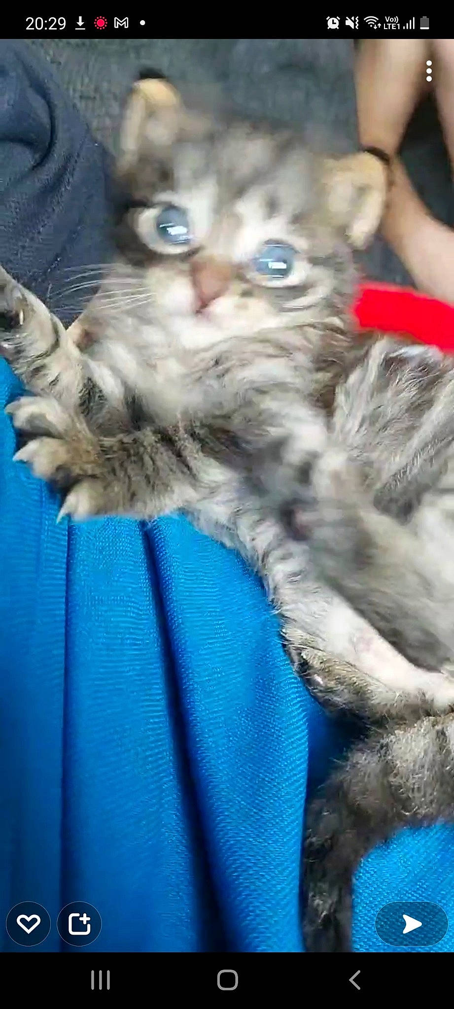 Poudix participe au concours pour gagner de l'argent avec cette photo : blue, carnivore, cat, claw, domestic_short_haired_cat, electric_blue, felidae, fur, mammal, paw, photography, small_to_medium_sized_cats, snout, tail, terrestrial_animal, vertebrate, whiskers