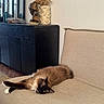 cat, siamese_cat, pet, sleeping, lying_down, couch, sofa, indoor, home, furniture, brown_fur, dark_paws, blue_eyes, relaxed, cozy, sideboard, vase, dried_flowers, window, portrait