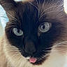 Rosy participe au concours pour gagner de l'argent avec cette photo : cat, close_up, fluffy, long_hair, black_and_white, blue_eyes, tongue_out, whiskers, feline, pet, portrait, animal, indoors, soft_lighting, detailed, fur, ears, nose, funny_expression, photography