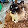cat, feline, siamese_cat, chocolate_point, pet, animal, whiskers, blue_eyes, long_whiskers, cream_fur, dark_face, sitting, indoor, home, floor, mat, furniture, tile, portrait, closeup