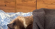 Rosy participe au concours pour gagner de l'argent avec cette photo : cat, sleeping, seal_point, fluffy, fur, blanket, bed, bedding, bedroom, cozy, nap, resting, indoors, wooden_dresser, furniture, patterned_fabric, gray_blanket, portrait, relaxed, pet