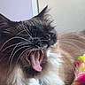 Rosy participe au concours pour gagner de l'argent avec cette photo : cat, long_hair, fluffy, yawning, sleepy, whiskers, feline, pet, animal, indoor, blanket, cozy, feather_toy, cat_toy, brown_fur, black_fur, white_fur, close_up, portrait, relaxed