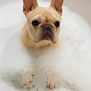 Nova is registered to the contest to win money with this photo: adorable, animal, bath, bathtub, bubbles, canine, cute, dog, ears, face, foam, french_bulldog, indoor, looking_up, paw, pet, pet_care, portrait, water, white
