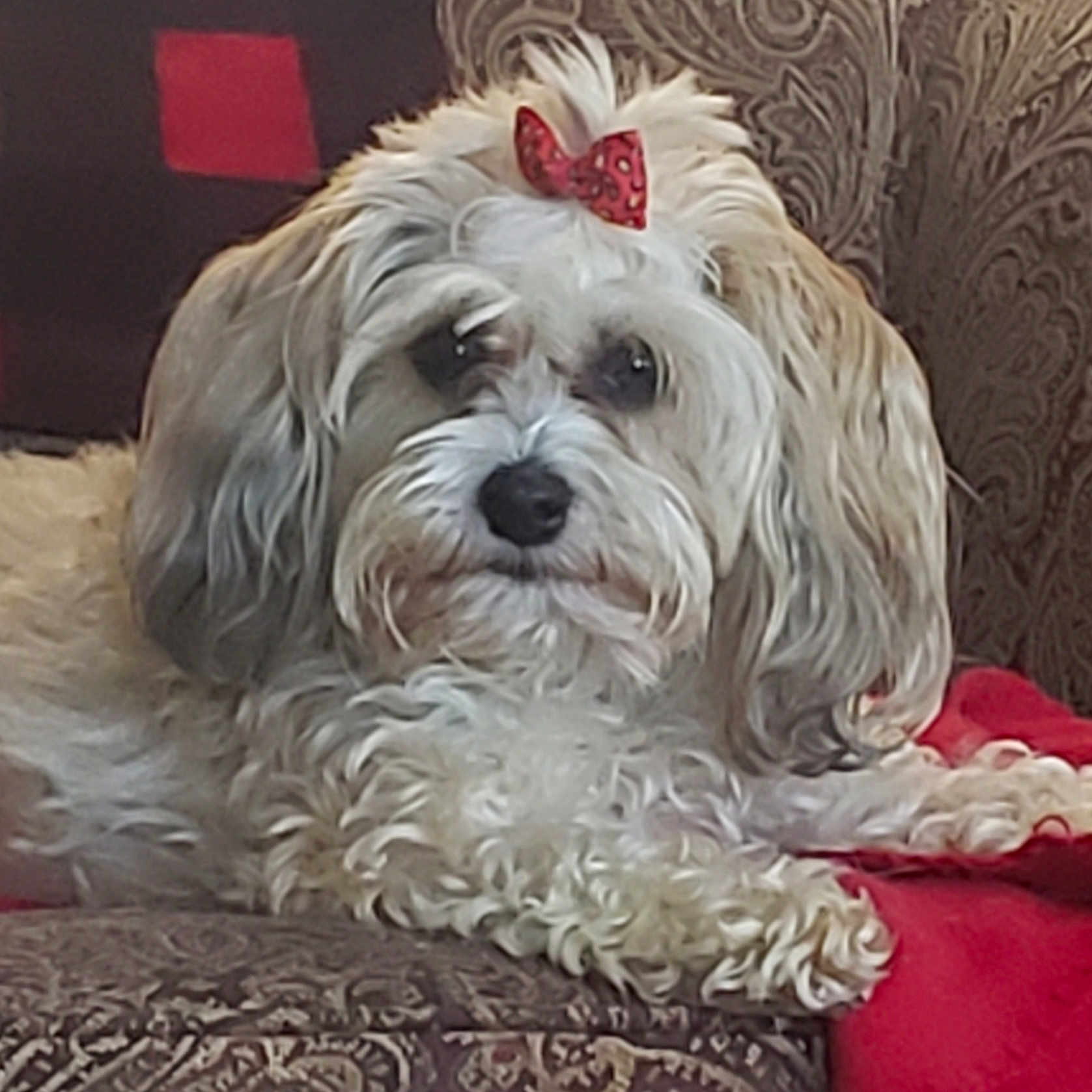 Bella joined the competition — help win amazing prizes! dog, bow, fluffy, white, brown, pet, couch, patterned_couch, indoor, closeup, cute, relaxed, animal, fur, small_dog, resting, decor, red_bow, portrait, companion