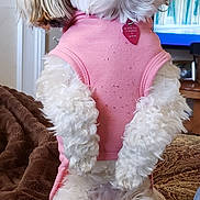 Bella joined the competition — help win amazing prizes! dog, white_dog, small_dog, curly_fur, pink_shirt, pet, indoor, couch, blanket, living_room, fireplace, candles, television, furniture, cute, sitting, looking_up, fluffy, companion_animal, domestic_animal