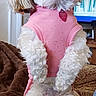 blanket, candles, companion_animal, couch, curly_fur, cute, dog, domestic_animal, fireplace, fluffy, furniture, indoor, living_room, looking_up, pet, pink_shirt, sitting, small_dog, television, white_dog