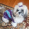 dog, fluffy, tie_dye_shirt, purple_bow, pet_clothing, small_dog, indoor, rug, patterned_rug, wood_floor, cute, attentive, animal, companion, domestic_animal, fur, sitting, pet, adorable, house
