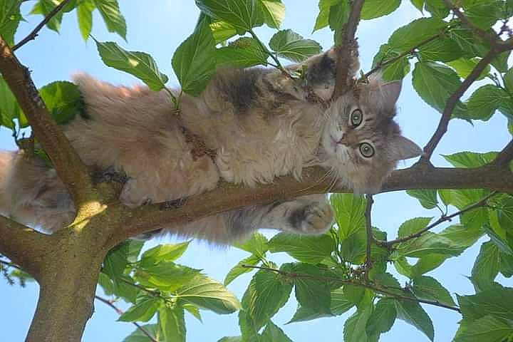 Duchesse participe au concours pour gagner de l'argent avec cette photo : art, branch, cat, felidae, marsupial, plant_stem, sky, terrestrial_animal, tree, trunk, twig, wildlife