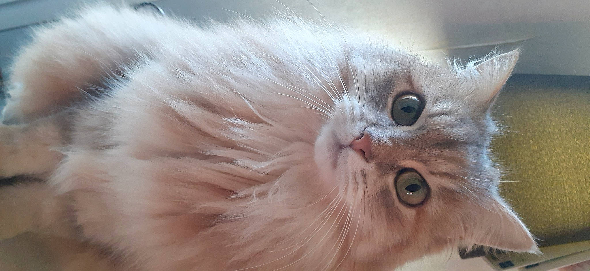 Duchesse a rejoint le concours — aidez-le/la à gagner de superbes lots ! british_longhair, carnivore, cat, claw, close_up, fawn, felidae, fur, paw, persian, small_to_medium_sized_cats, snout, tail, terrestrial_animal, whiskers