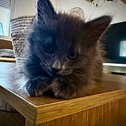 Juana a rejoint le concours — aidez-le/la à gagner de superbes lots ! kitten, cat, gray_fur, feline, indoor, wooden_table, cute, pet, animal, face, ears, whiskers, curious, resting, furniture, living_room, basket, television, cozy, home
