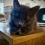 kitten, cat, gray_fur, feline, indoor, wooden_table, cute, pet, animal, face, ears, whiskers, curious, resting, furniture, living_room, basket, television, cozy, home