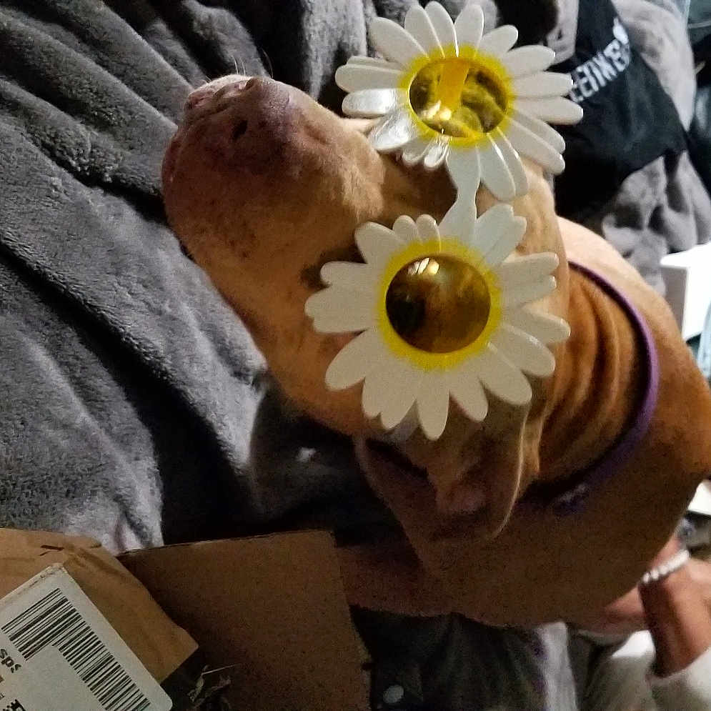 Ricki joined the competition — help win amazing prizes! annual_plant, box, cardboard, carton, cut_flowers, daisy_family, event, floristry, flower, flowering_plant, headgear, packaging_and_labeling, petal, plant, pollen, rose, shipping_box, stuffed_toy, sunglasses, toy