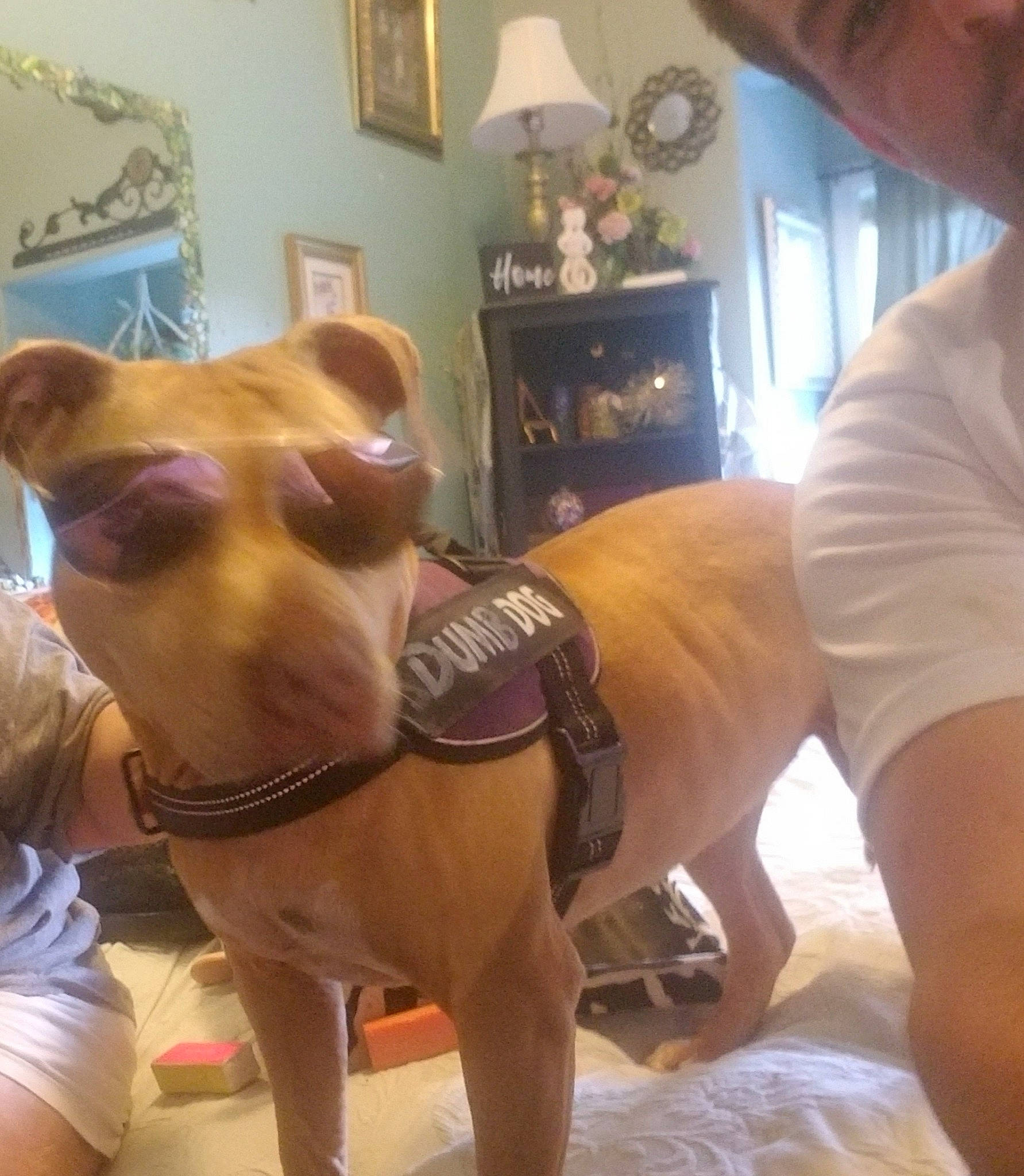 Ricki joined the competition — help win amazing prizes! abdomen, art, barechested, canidae, carnivore, chest, companion_dog, dog, dog_breed, fawn, flooring, fun, human_leg, muscle, picture_frame, selfie, snout, thigh, trunk, working_animal