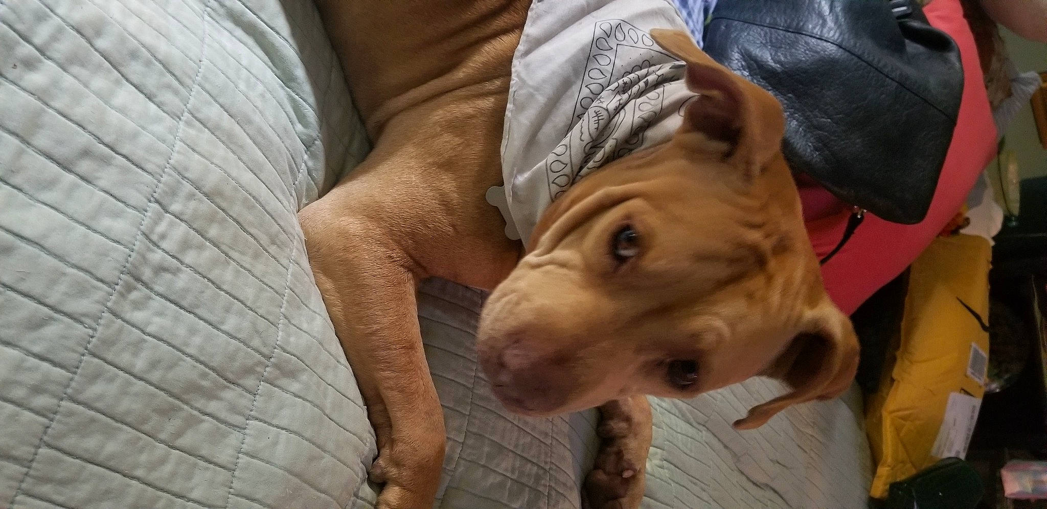 Ricki joined the competition — help win amazing prizes! canidae, carnivore, comfort, companion_dog, dog, dog_breed, ear, fawn, fur, guard_dog, hunting_dog, liver, snout, sporting_group, terrestrial_animal, toy_dog, whiskers, wood, working_animal, wrinkle