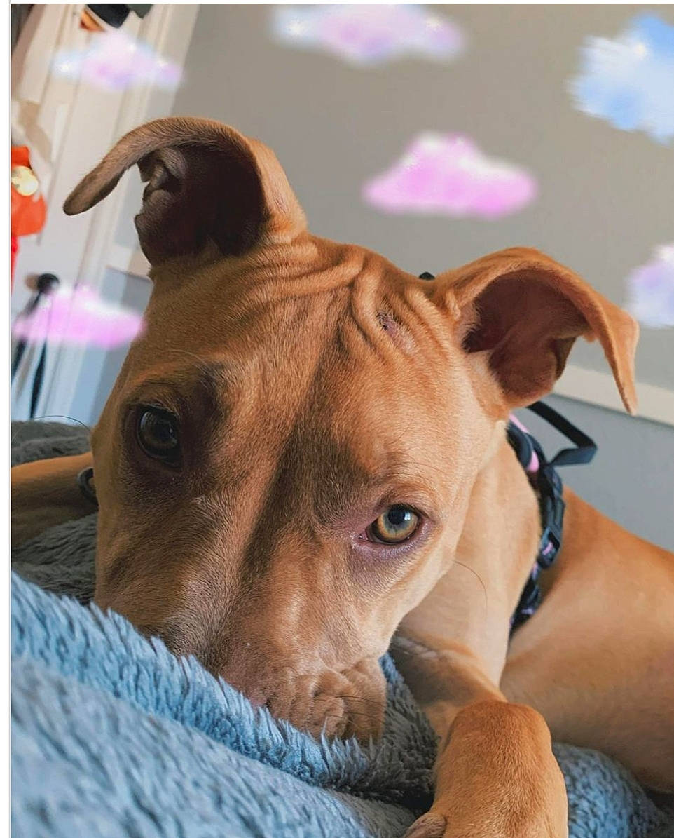 Ricki joined the competition — help win amazing prizes! ancient_dog_breeds, canidae, carnivore, collar, companion_dog, dog, dog_breed, dog_collar, dog_supply, ear, fawn, fur, liver, non_sporting_group, pet_supply, snout, sporting_group, terrestrial_animal, whiskers, working_animal