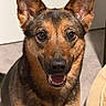 Khailor joined the competition — help win amazing prizes! dog, german_shepherd, pet, indoor, carpet, happy, smiling, ears, face, fur, animal, canine, mouth, eyes, nose, portrait, closeup, friendly, companion, domestic