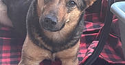 Khailor is registered to the contest to win money with this photo: dog, pet, crate, blanket, mesh, ears, paws, fur, black_and_tan, indoors, carpet, pattern, relaxed, looking_up, canine, animal, closeup, resting, comfort, home