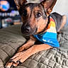 dog, pet, animal, canine, bandana, ears, paws, quilted_blanket, indoor, portrait, closeup, brown, black, fur, face, eyes, resting, comfort, blurred_background, colorful