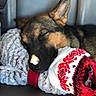 Khailor is registered to the contest to win money with this photo: dog, sleeping, blanket, cozy, resting, indoors, fur, closeup, comfort, animal, pet, relaxed, warm_light, fabric, pattern, red, white, black, brown, snout
