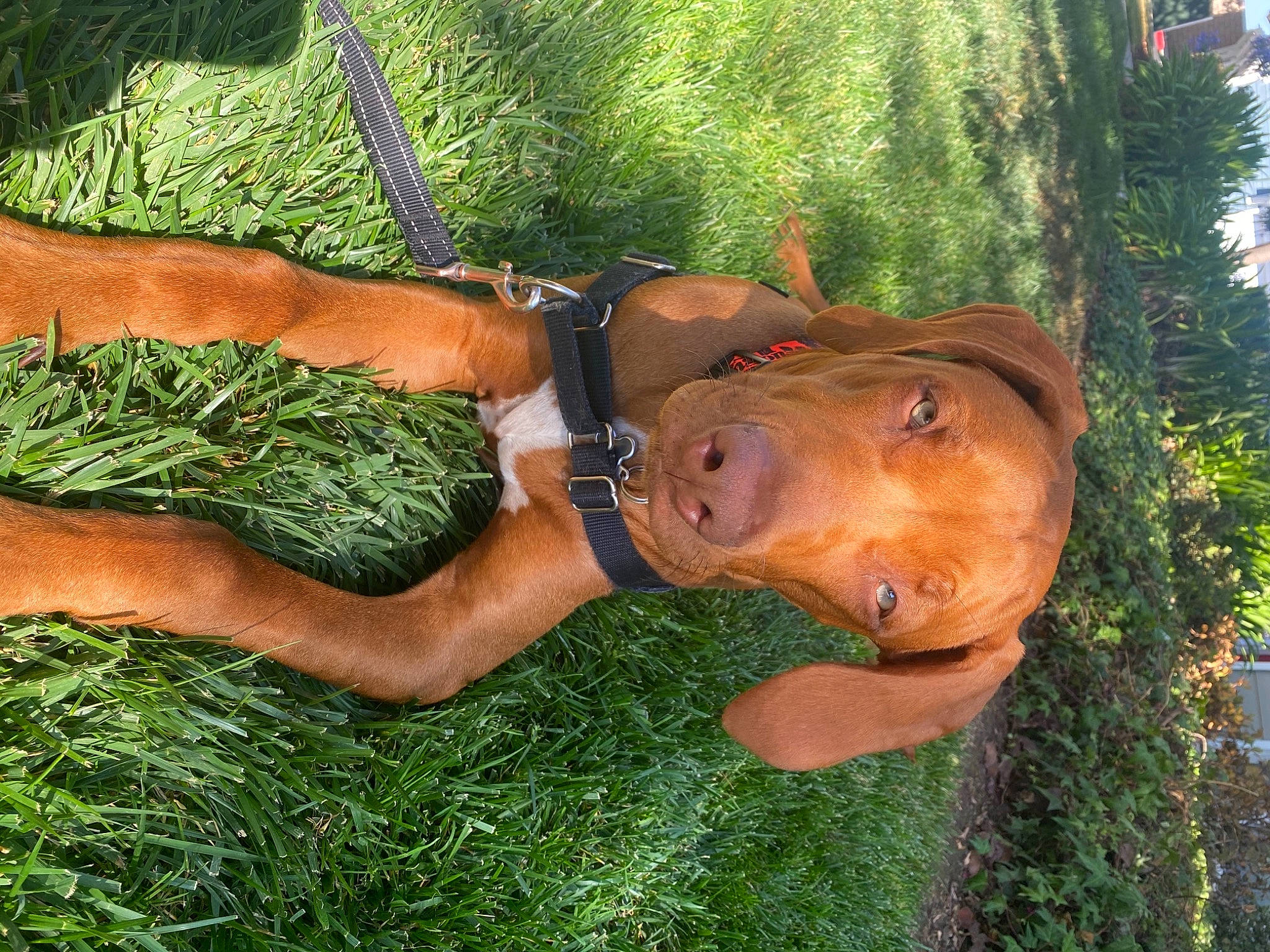 Lenny joined the competition — help win amazing prizes! art, dog, elbow, fawn, fun, grass, grass_family, human_leg, lawn_ornament, leisure, liver, people_in_nature, plant, sculpture, statue, thigh, tree, wood, working_animal, wrist