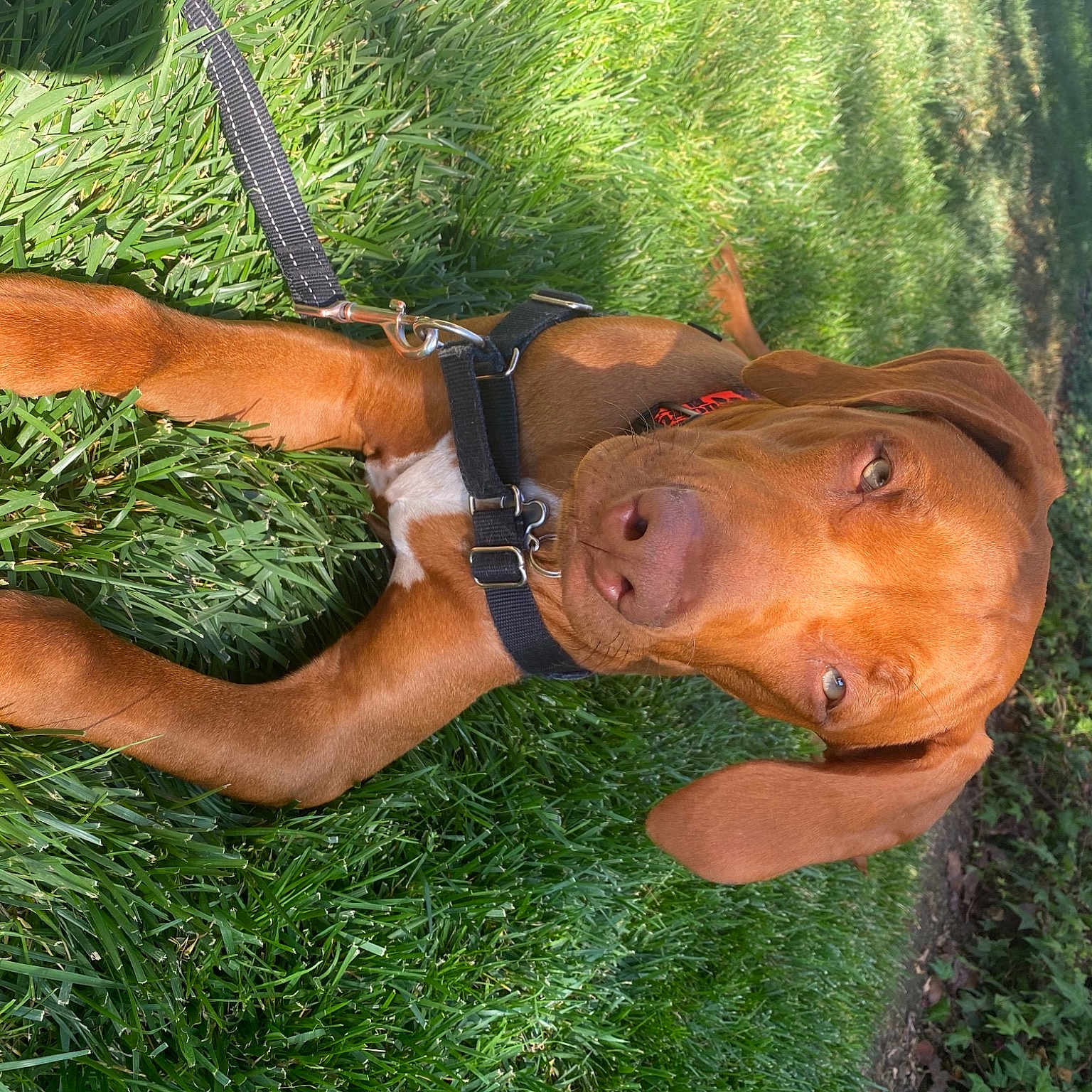 Lenny