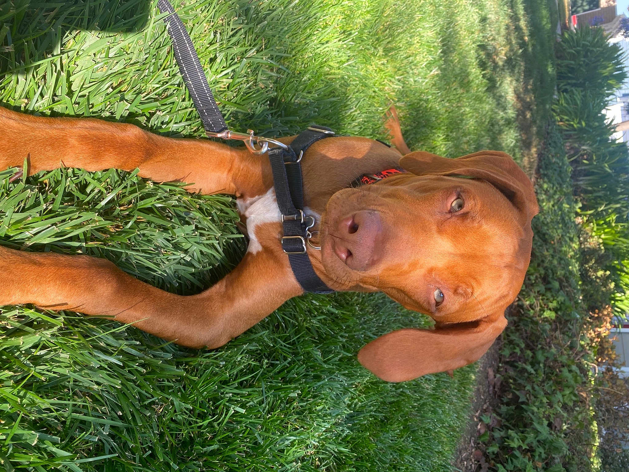 Lenny