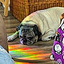 dog, pug, indoor, wooden_floor, rainbow_light, reflection, wicker_furniture, fabric, purple, resting, pet, animal, cute, cozy, colorful, floor, home, calm, sleepy, relaxed