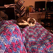 Rainy is registered to the contest to win money with this photo: animal, bed, bedroom, black_and_white, blanket, books, cables, cat, chair, computer, cozy, desk, fluffy, home_office, indoor, monitor, nap, pet, quilt, sleeping