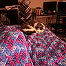 cat, sleeping, fluffy, black_and_white, pet, animal, quilt, blanket, bed, bedroom, home_office, computer, monitor, books, desk, chair, cables, indoor, cozy, nap