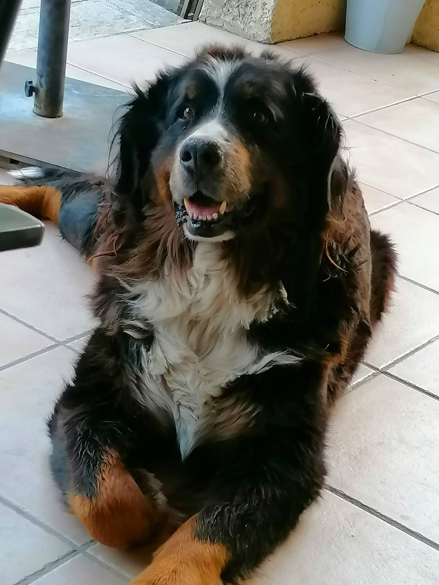 Giya a rejoint le concours — aidez-le/la à gagner de superbes lots ! automotive_tire, bernese_mountain_dog, canidae, carnivore, companion_dog, dog, dog_breed, flooring, fur, gaddi_kutta, giant_dog_breed, snout, sporting_group, terrestrial_animal, whiskers, working_animal, working_dog