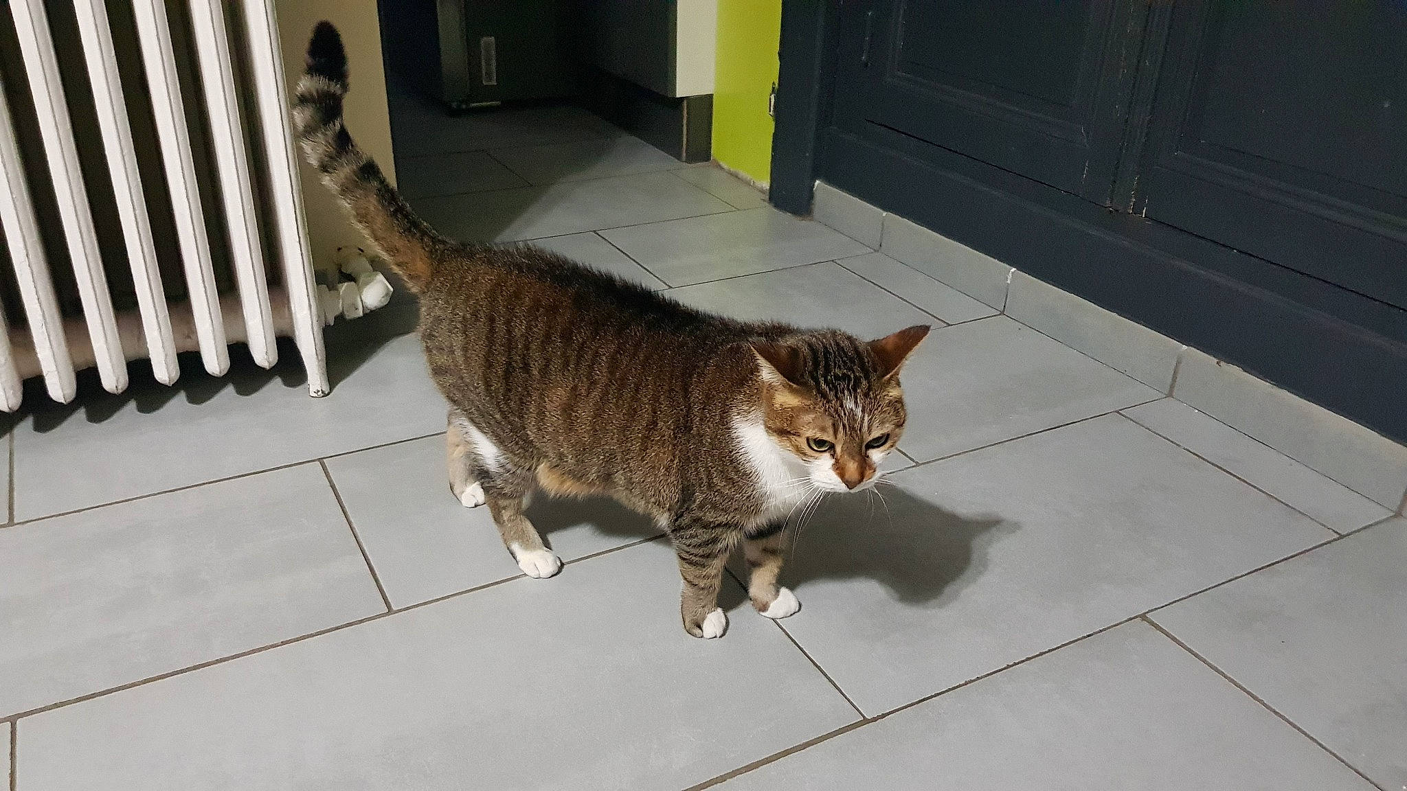 Maureen a rejoint le concours — aidez-le/la à gagner de superbes lots ! aegean_cat, arabian_mau, asian, california_spangled, carnivore, cat, domestic_short_haired_cat, dragon_li, european_shorthair, felidae, floor, fur, mammal, small_to_medium_sized_cats, snout, tabby_cat, tail, toyger, vertebrate, whiskers