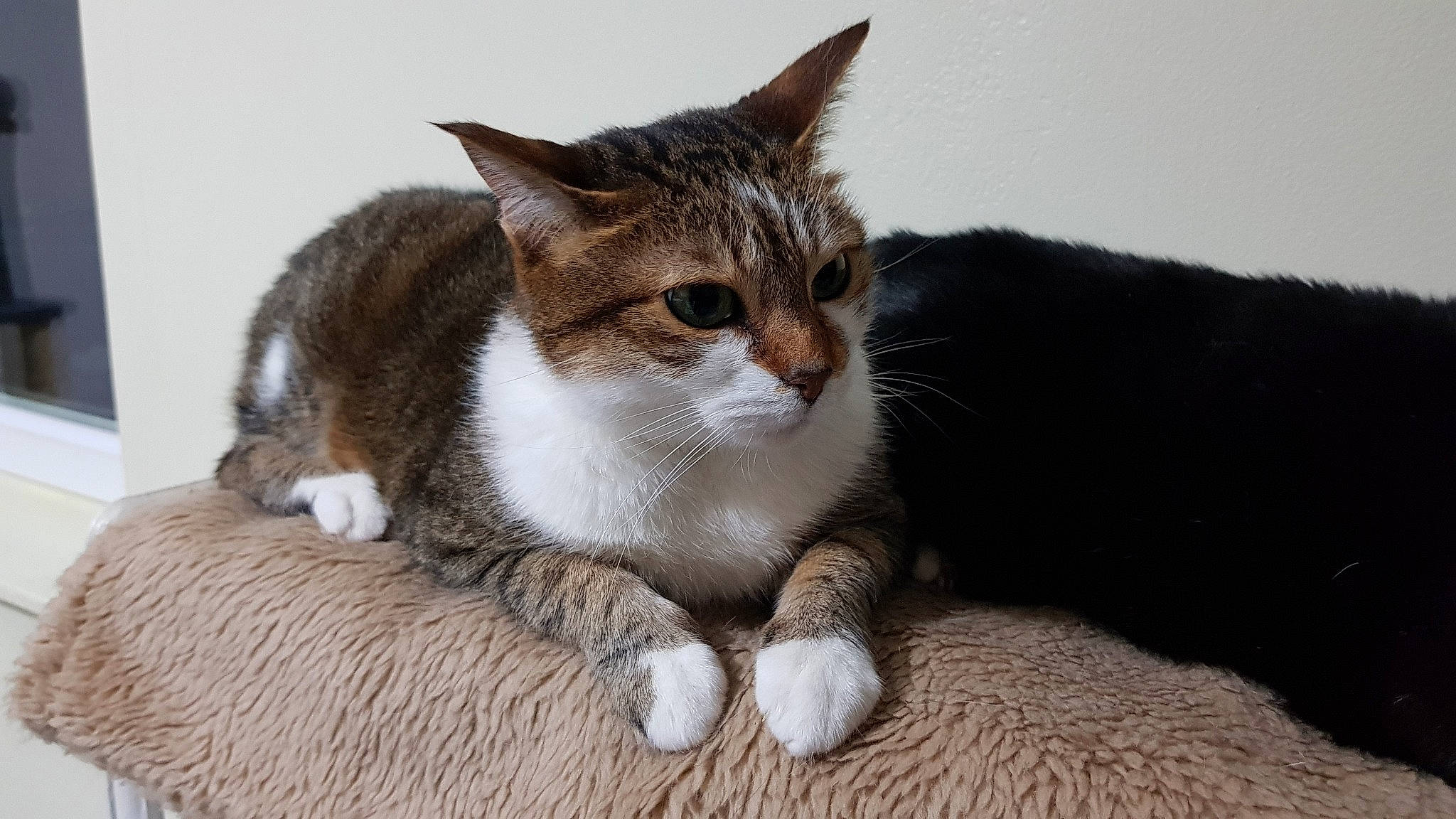 Maureen a rejoint le concours — aidez-le/la à gagner de superbes lots ! aegean_cat, american_wirehair, asian, carnivore, cat, domestic_short_haired_cat, european_shorthair, fawn, felidae, fur, kitten, mammal, paw, polydactyl_cat, small_to_medium_sized_cats, tabby_cat, vertebrate, whiskers