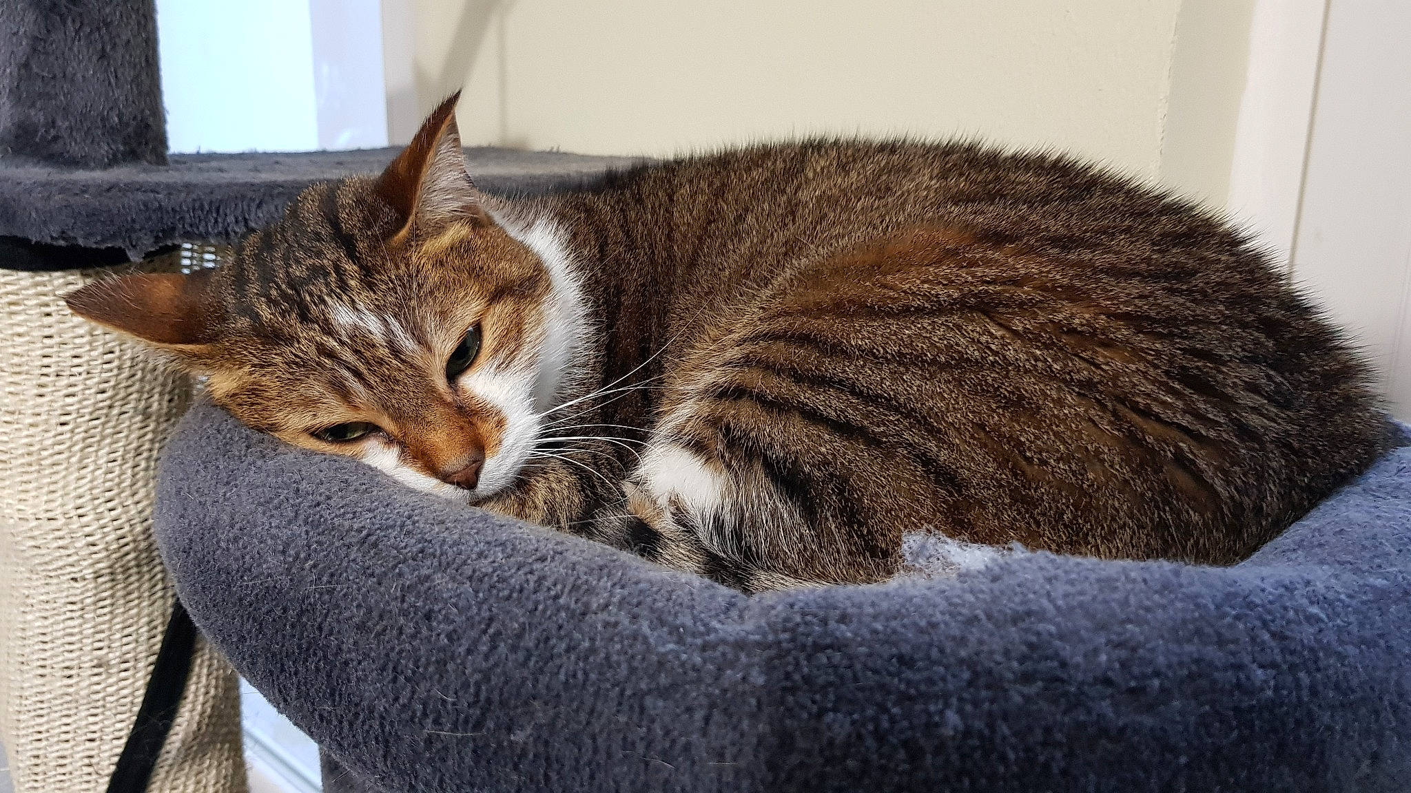 Maureen a rejoint le concours — aidez-le/la à gagner de superbes lots ! aegean_cat, american_wirehair, asian, bengal, california_spangled, carnivore, cat, domestic_short_haired_cat, dragon_li, european_shorthair, felidae, fur, kitten, mammal, pixie_bob, small_to_medium_sized_cats, tabby_cat, toyger, whiskers, wild_cat