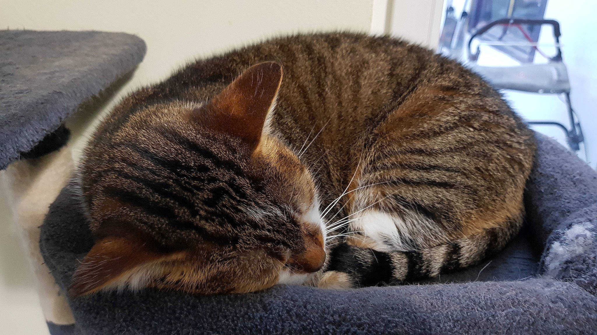 Maureen a rejoint le concours — aidez-le/la à gagner de superbes lots ! american_shorthair, asian, california_spangled, carnivore, cat, domestic_short_haired_cat, dragon_li, european_shorthair, felidae, fur, mammal, nap, paw, sleep, small_to_medium_sized_cats, snout, tabby_cat, whiskers