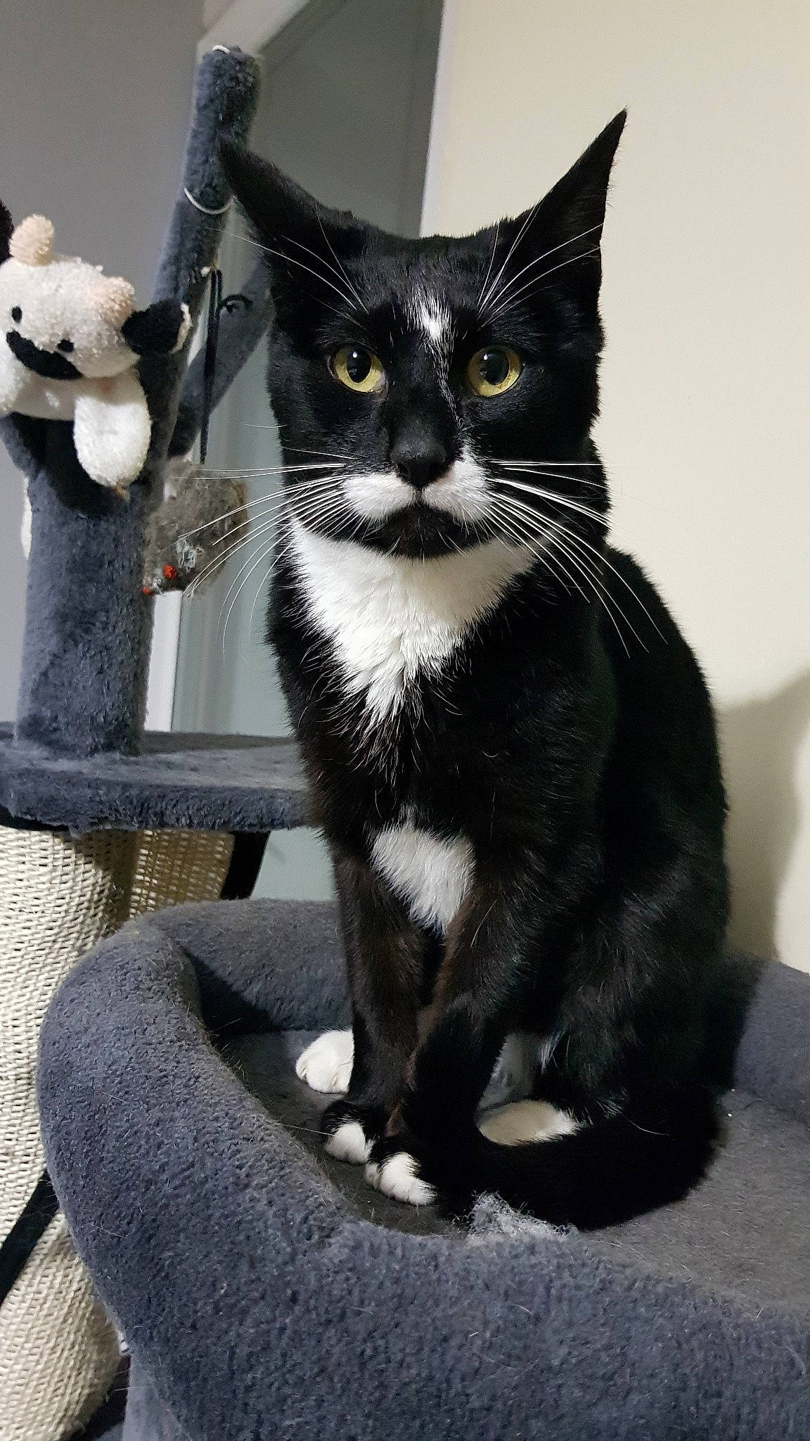 Swan a rejoint le concours — aidez-le/la à gagner de superbes lots ! asian, black, black_and_white, black_cat, carnivore, cat, domestic_short_haired_cat, felidae, kitten, mammal, polydactyl_cat, small_to_medium_sized_cats, snout, tail, whiskers