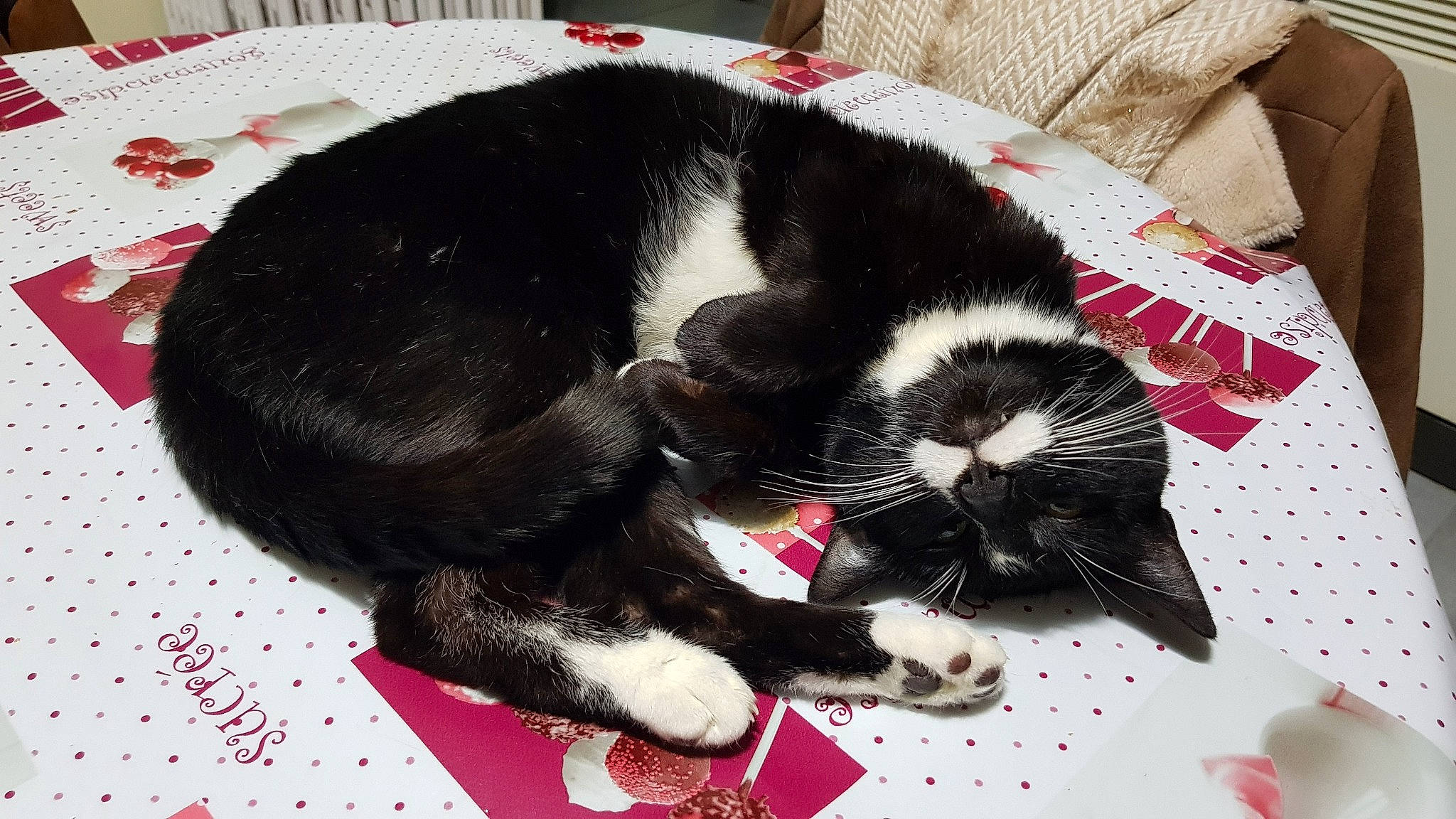 Swan participe au concours pour gagner de l'argent avec cette photo : black_and_white, black_cat, carnivore, cat, claw, domestic_short_haired_cat, felidae, fur, kitten, nap, paw, polydactyl_cat, small_to_medium_sized_cats, snout, tail, whiskers