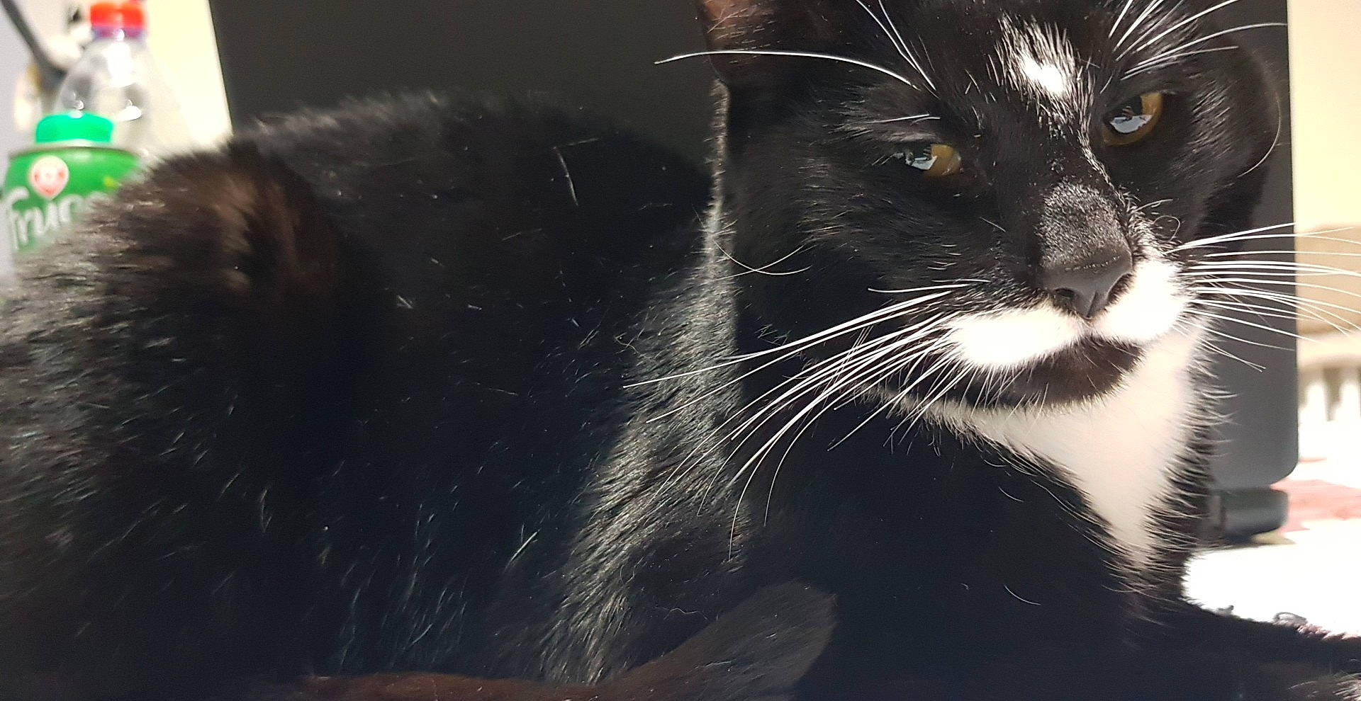 Swan participe au concours pour gagner de l'argent avec cette photo : black, black_and_white, black_cat, burmese, carnivore, cat, close_up, domestic_short_haired_cat, eye, felidae, fur, kitten, nose, small_to_medium_sized_cats, snout, whiskers