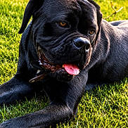 Aby participe au concours pour gagner de l'argent avec cette photo : dog, black_dog, grass, tongue_out, outdoor, pet, animal, sunlight, playing, relaxed, canine, muzzle, ears, collar, nature, summer, fur, portrait, laying, friendly