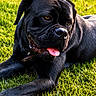 dog, black_dog, grass, tongue_out, outdoor, pet, animal, sunlight, playing, relaxed, canine, muzzle, ears, collar, nature, summer, fur, portrait, laying, friendly