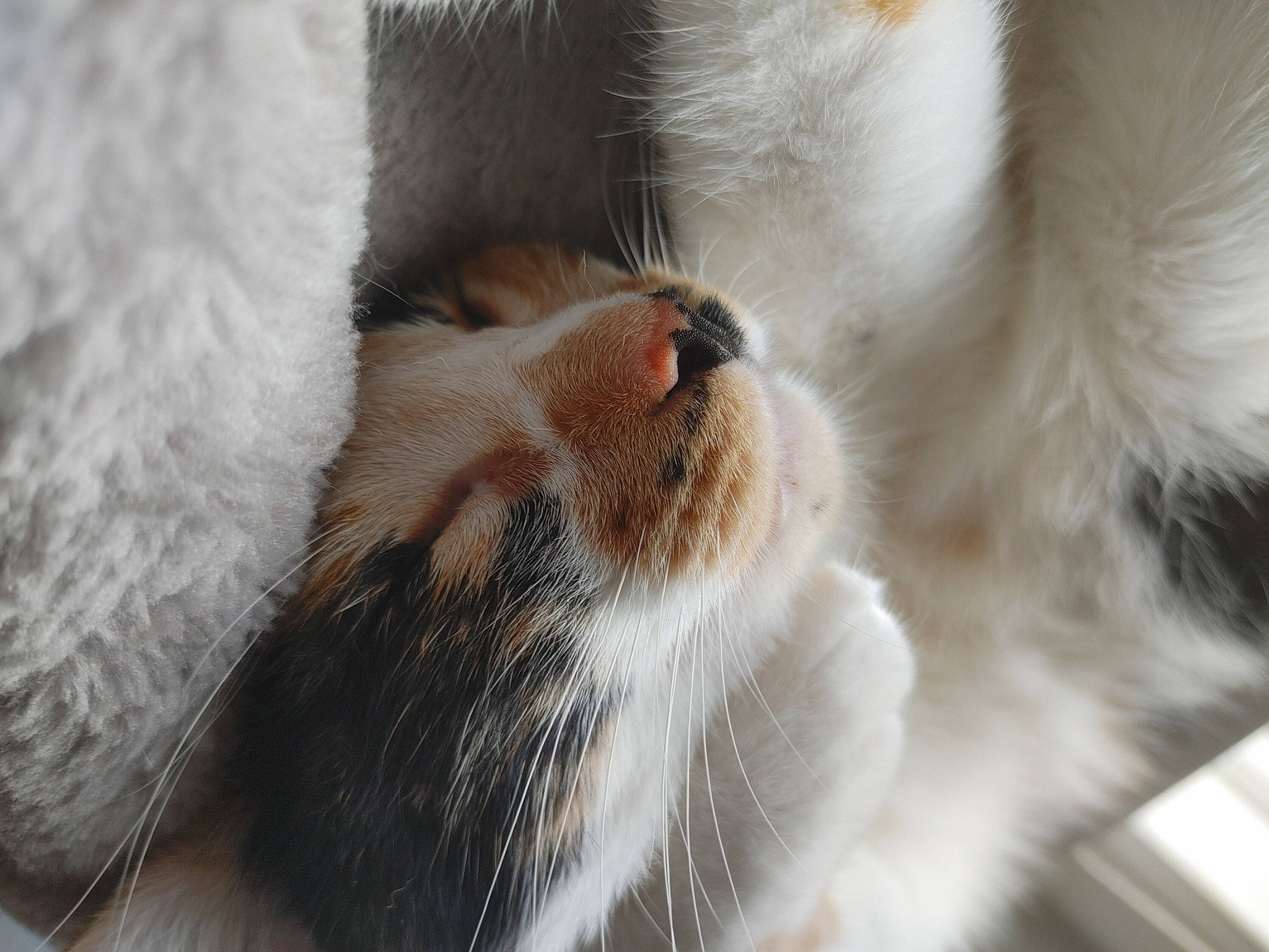 Frida joined the competition — help win amazing prizes! carnivore, cat, claw, comfort, domestic_short_haired_cat, fawn, felidae, fur, paw, small_to_medium_sized_cats, snout, tail, whiskers