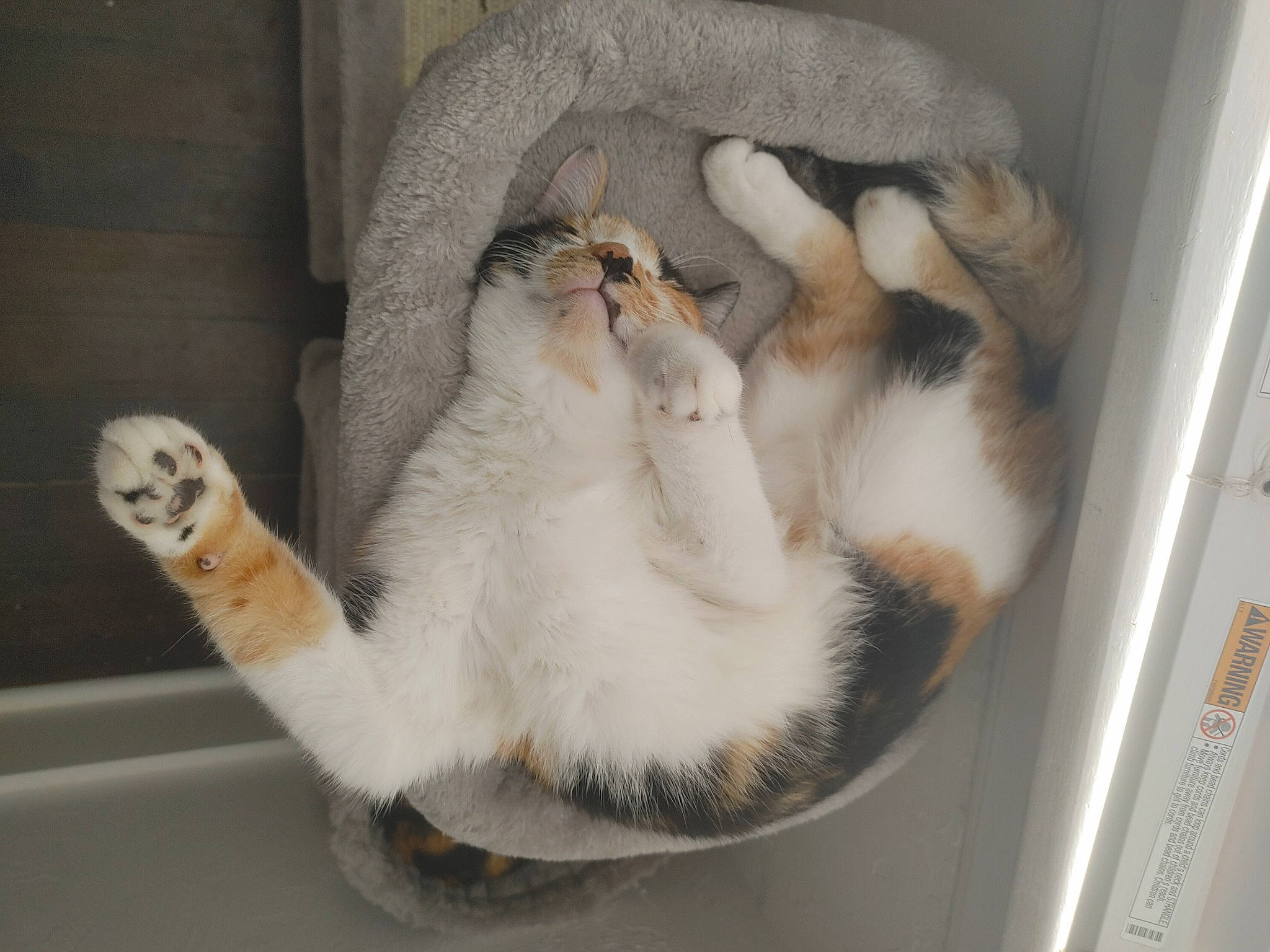 Frida joined the competition — help win amazing prizes! animal_shelter, carnivore, cat, cat_supply, claw, comfort, domestic_short_haired_cat, fawn, felidae, fur, nap, paw, pet_supply, small_to_medium_sized_cats, snout, tail, terrestrial_animal, whiskers, window