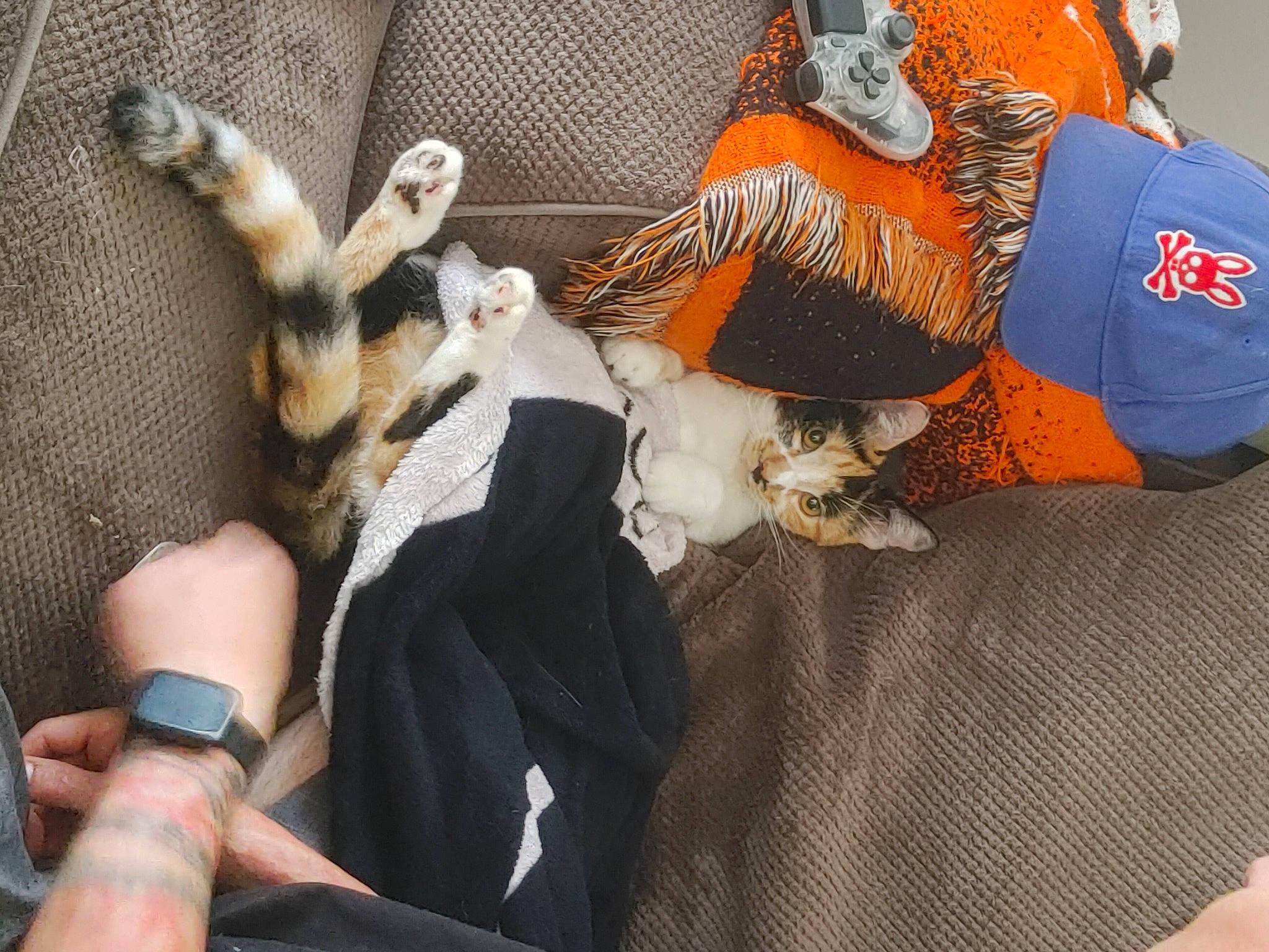 Frida joined the competition — help win amazing prizes! canidae, carnivore, cat, comfort, companion_dog, dog_breed, domestic_short_haired_cat, fawn, felidae, foot, fur, hat, human_leg, lap, mammal, small_to_medium_sized_cats, tail, thigh, whiskers, wrist